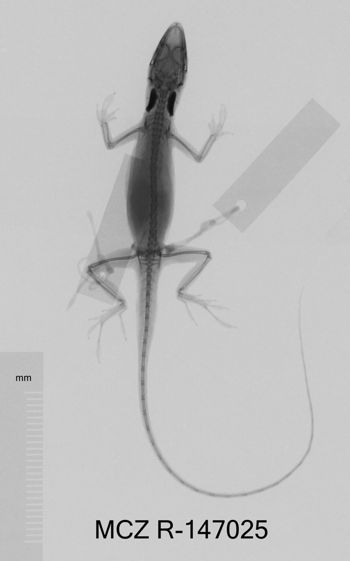 Media type: image;   Herpetology R-147025 Aspect: dorsoventral x-ray
